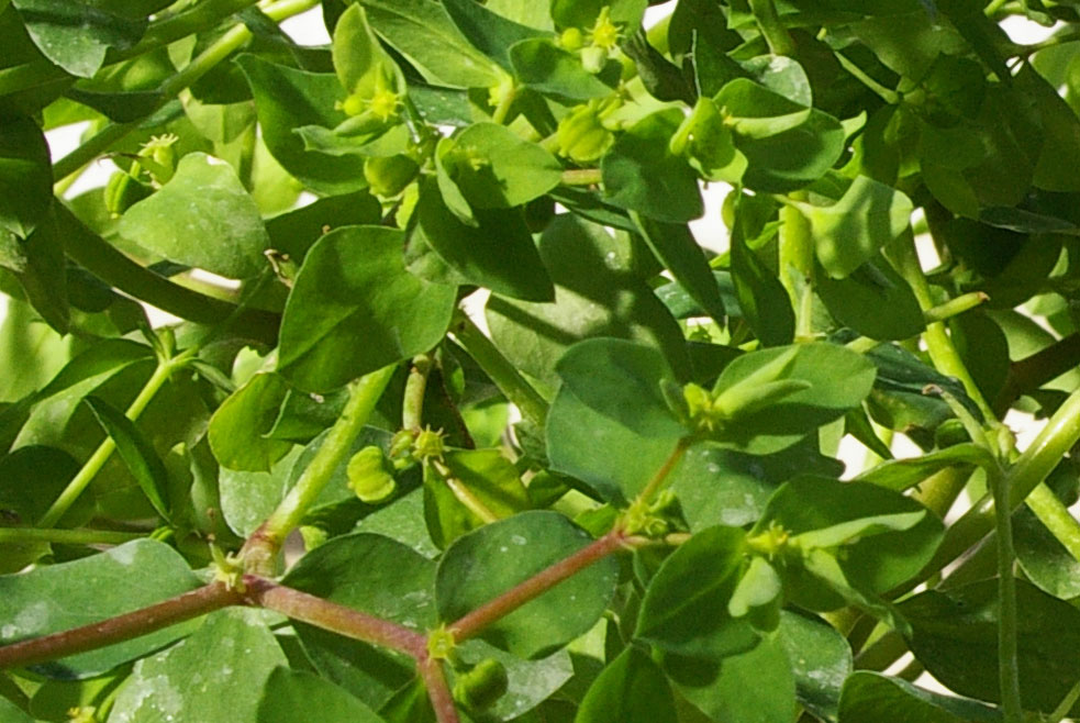 Euphorbia peplus / Euforbia minore
